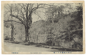 絵葉書「高岡公園搦手口ノ桜」