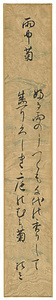 和歌短冊「雨中菊」