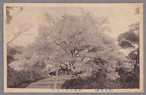 絵葉書「（高岡名勝）古城公園の桜花」