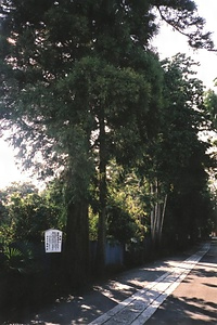 田宮山薬師寺参道並木