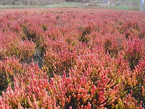 アッケシソウ自生地