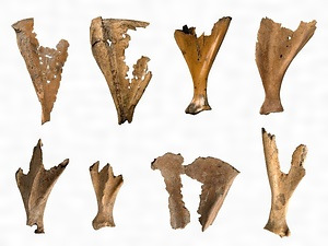 牟田寄遺跡出土卜骨