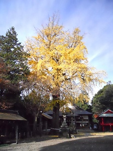 二宮神社のイチョウ