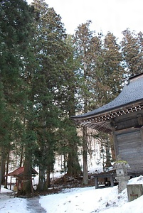 早池峯神社のサワラ