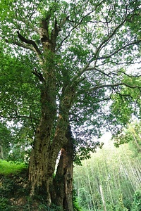 六所神社のカゴノキ