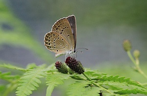 奈川のゴマシジミ