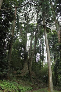 日月神社のホルトノキ