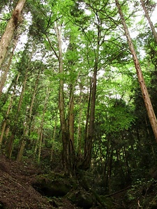 猿投山のカツラ