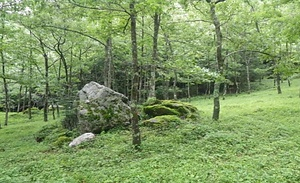 フクジュソウ自生地