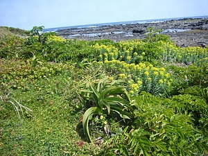 五島八朔鼻の海岸植物