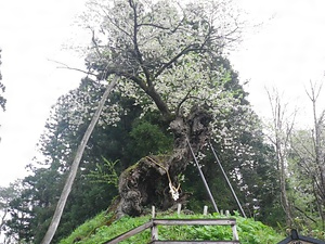 赤坂の薬師ザクラ