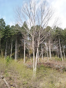 論栃ハナノキ自生地