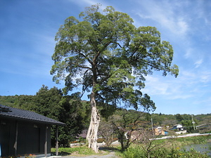 山根池のムクノキ