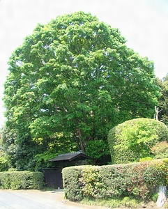 旧谷口家のオニイタヤ