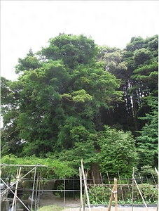 観音堂のクロガネモチ