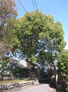 朝田天満宮の楠