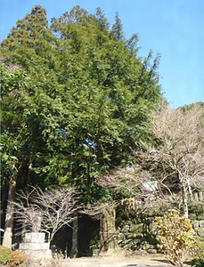 高御魂神社の榧