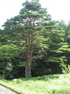 三本松の山の神