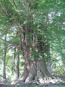 釜淵観音堂の大イチョウ