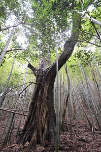 前二ノ宮のクスノキ