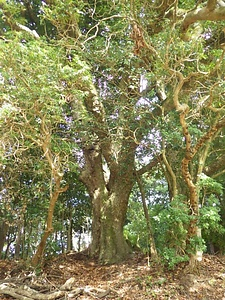 種生のオオツクバネガシ