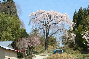 三又の桜