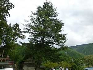 丹生神社のトガサワラ