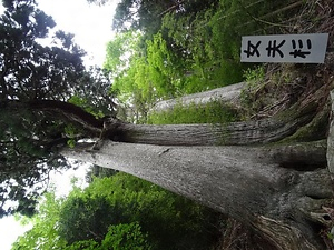 大山白山神社の女夫杉