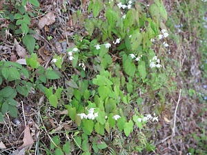 油石地区希少植物群