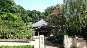 国分寺のコウヤマキ