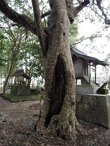 荒神の鹿子の木
