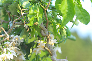 米川のガンボクエゴノキ