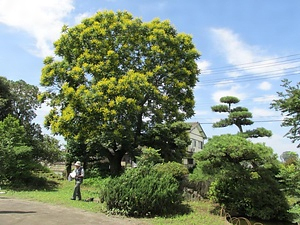 津田小学校のモクゲンジ