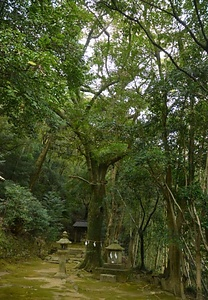 信達神社のオガタマノキ