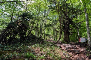 比婆山のイチイ群