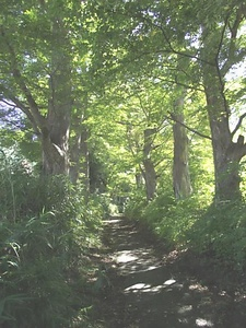 廣澤寺参道のケヤキ並木