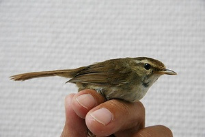 ダイトウウグイス