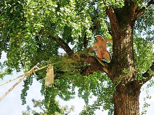 綾部八幡神社の旗上げ神事・旗下ろし神事