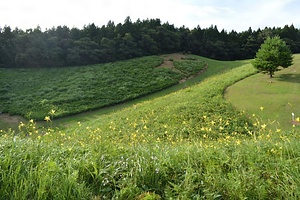 徳佐船平山のユウスゲ群生地