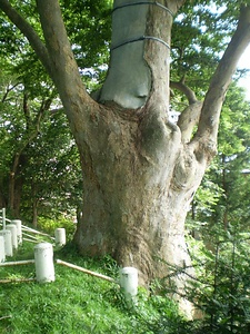 十王山の槻ノ木