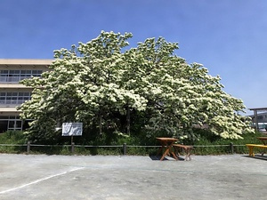 安城北部小学校のなんじゃもんじゃ