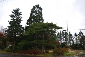 旧古多糠駅逓所跡のアカマツ・スギ