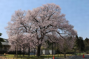 池泉のエドヒガン
