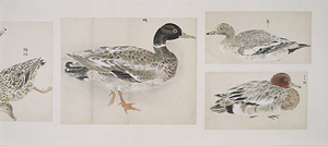 鳥獣写生図