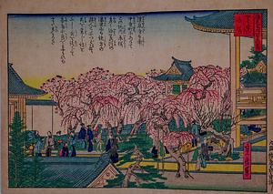 りうせんじ糸桜（写真浪花百景）