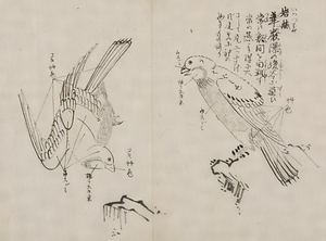 日光山艸木花鳥図画帖　1　模写「岩燕」『日光山志』第4巻より