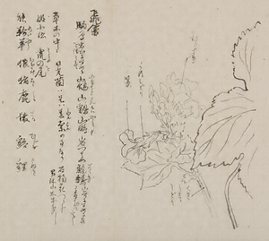 日光山艸木花鳥図画帖　7　模写「白根葵」『日光山志』第4巻より