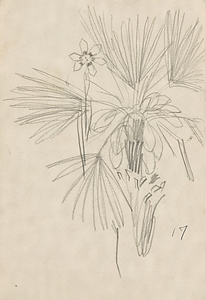 『未知草カード』第四より　「十七、棕梠とダイヤモンド草」