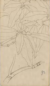 『未知草カード』第四より　「八十二、あをきの實」