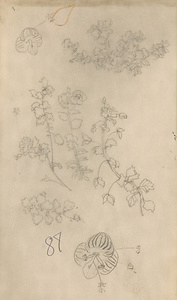 『未知草カード』第四より　「八十七、紫の花」